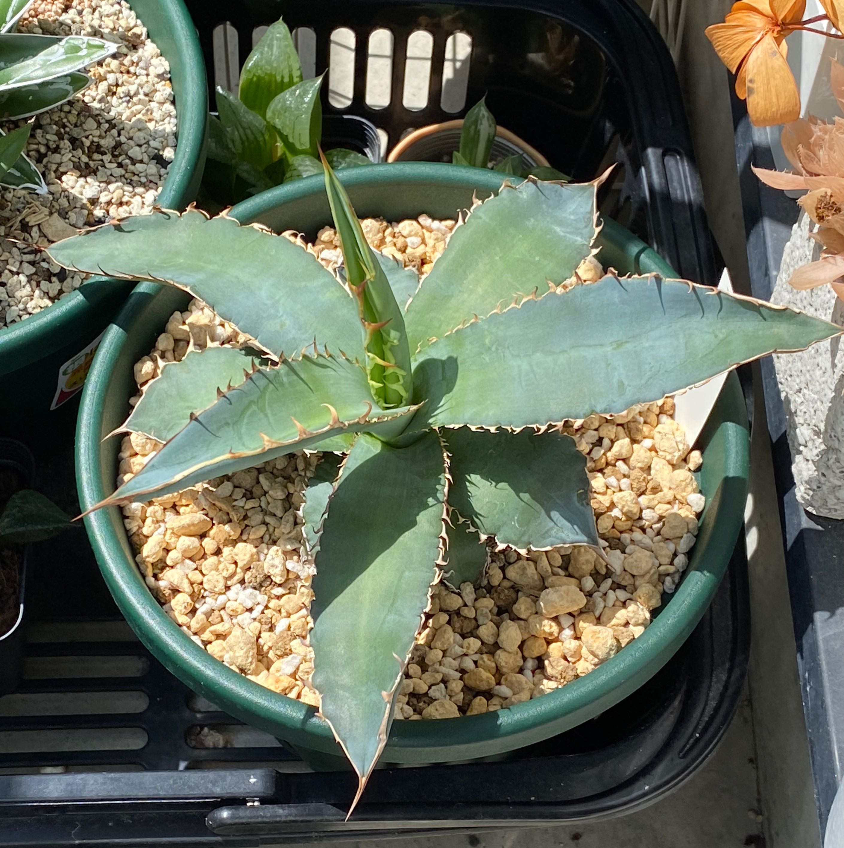Photo of the plant species Agave Titanota by @hama28 named Titanota on Greg, the plant care app
