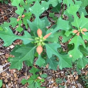 Photo of the plant species Mexican Fireplant by @HeadBluepearl48 named Austen on Greg, the plant care app