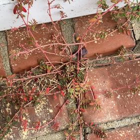 Photo of the plant species Hyssopleaf Sandmat by @HeadBluepearl48 named Keanu Leaves on Greg, the plant care app