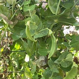 Photo of the plant species Snow Peas by @LeadingAcajou named Athena on Greg, the plant care app