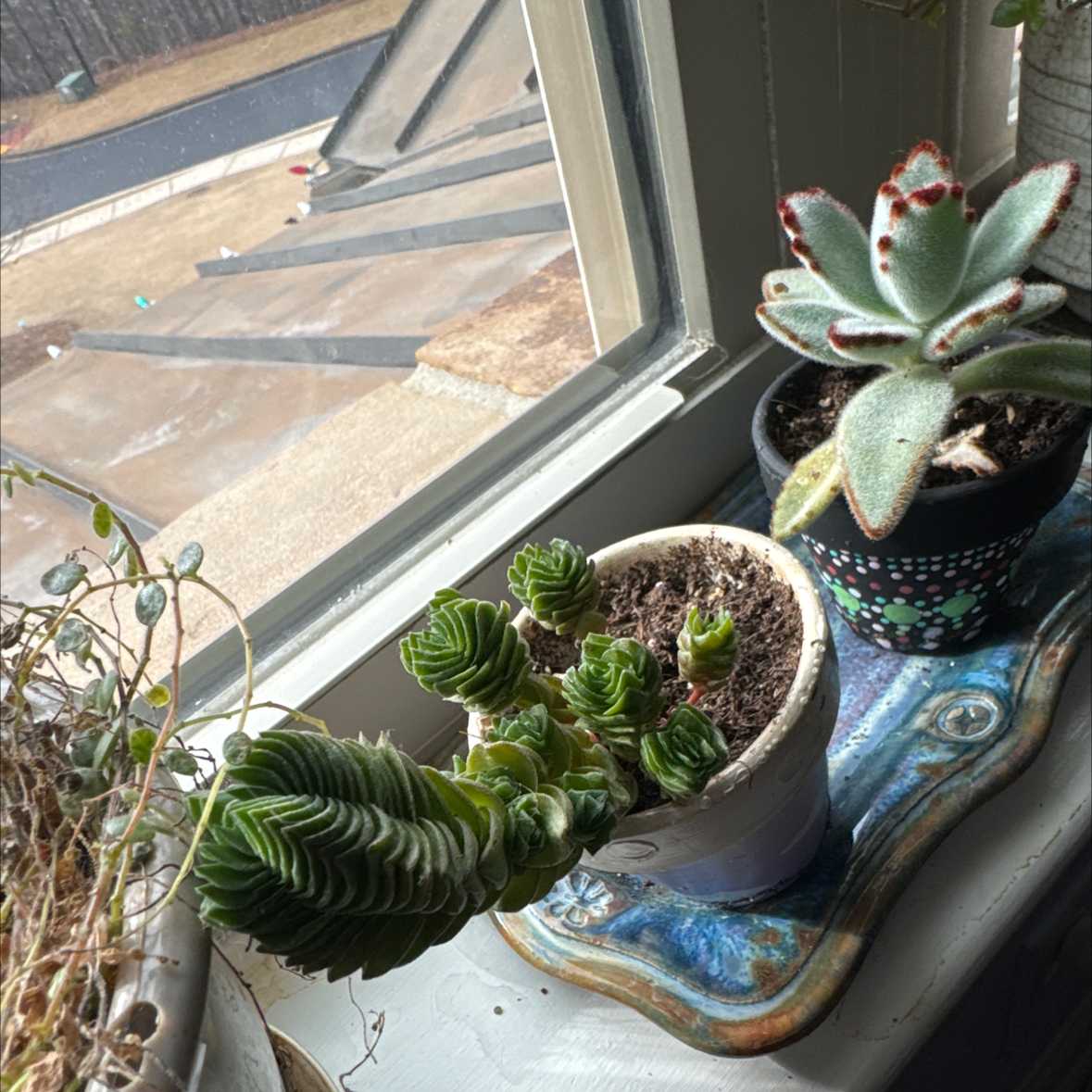 Crassula 'Buddha's Temple' plant in a pot on a windowsill with another plant in the background.
