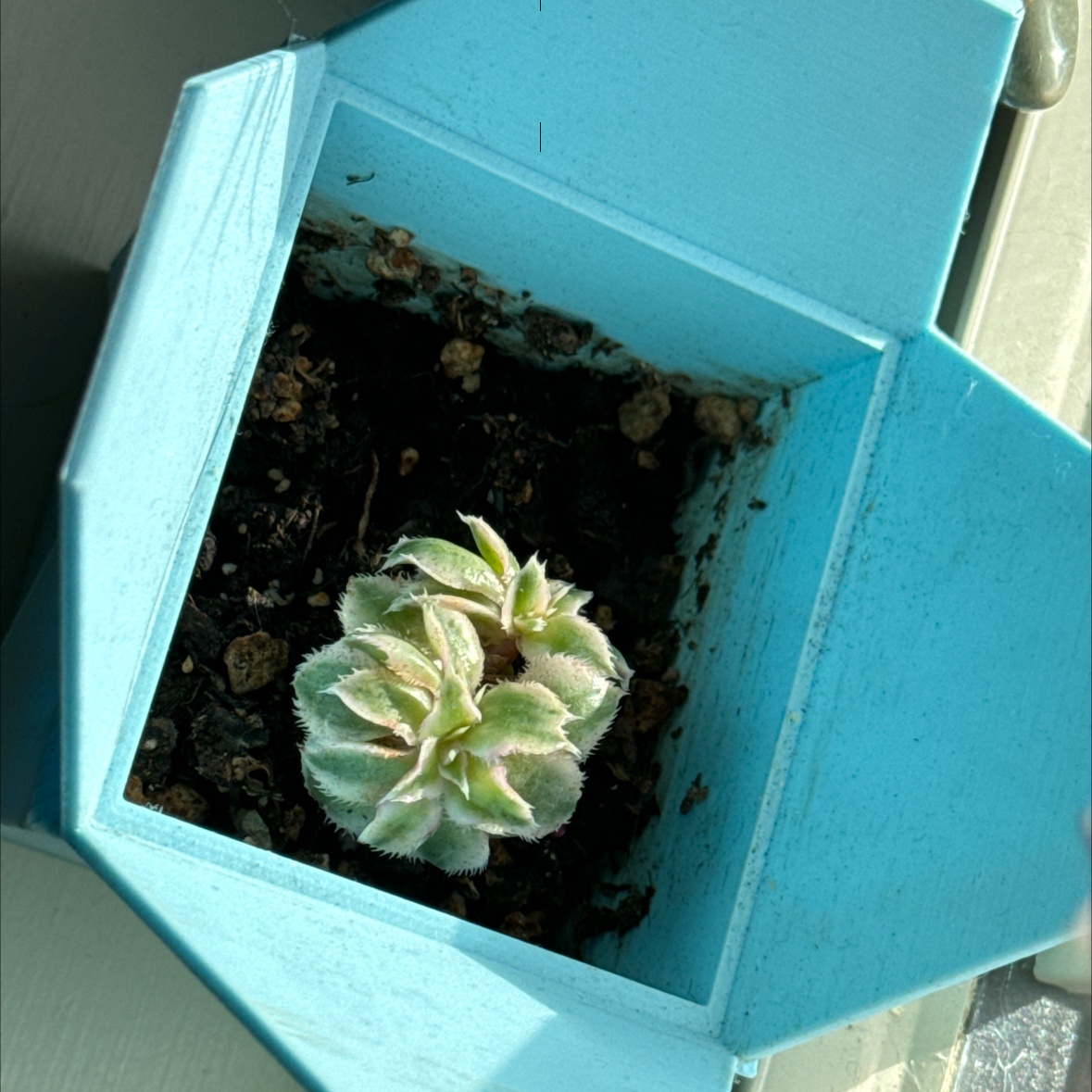 Aeonium 'Sunburst' succulent in a blue pot with visible soil.