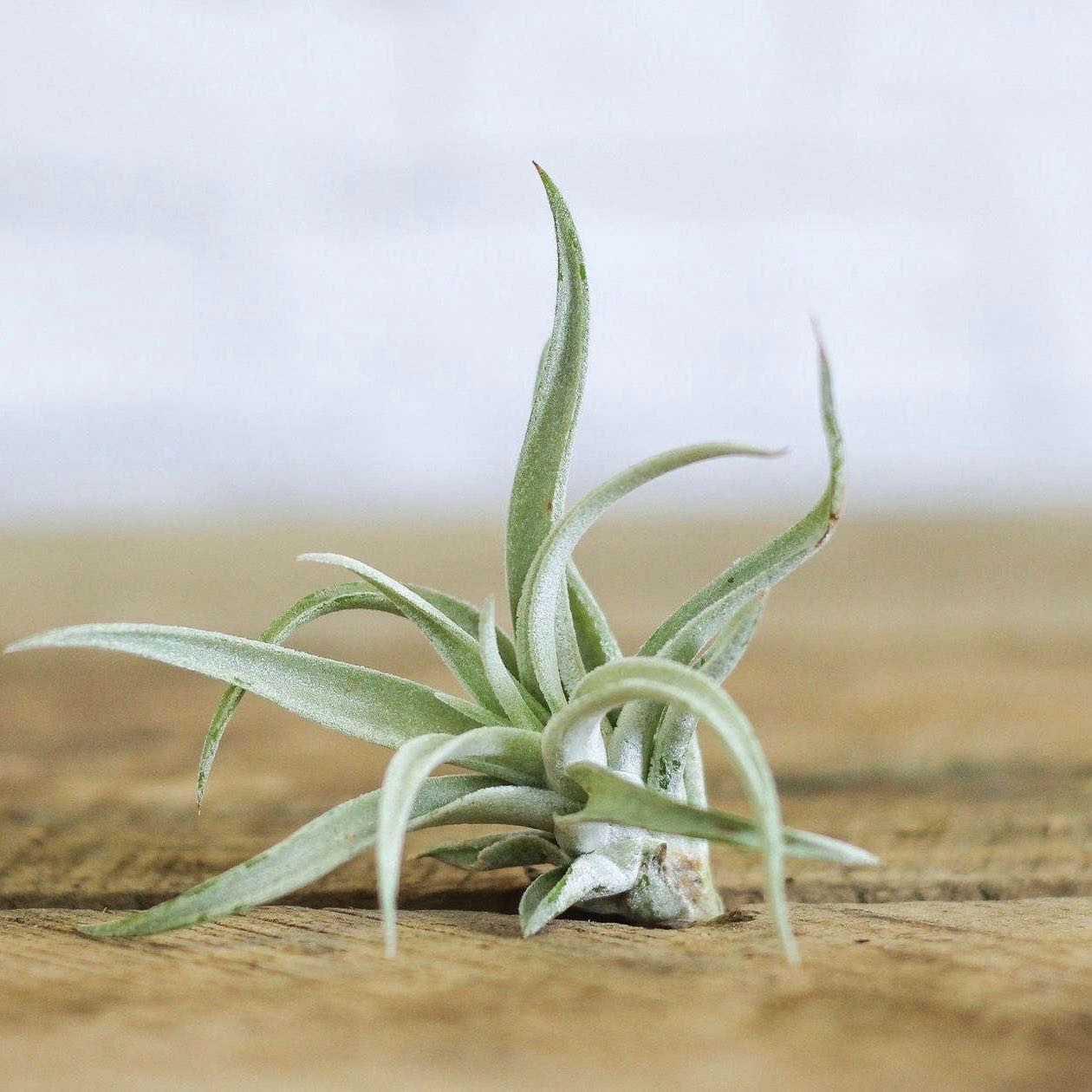 Photo of the plant species Blushing Bride Air Plant by @jillpiccle named Sal on Greg, the plant care app