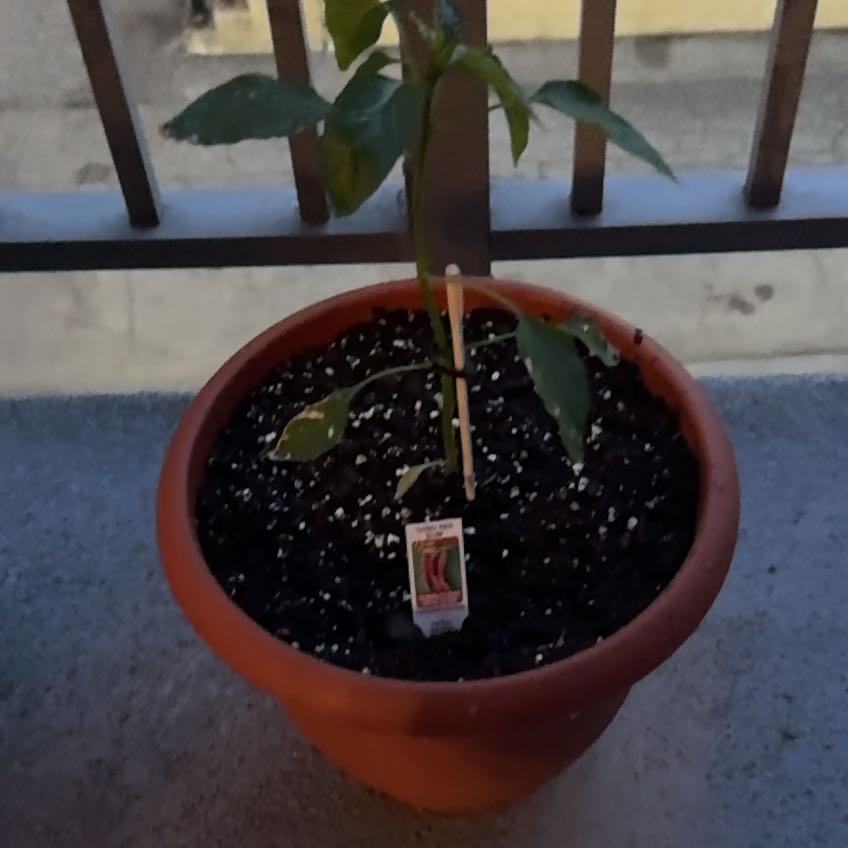 Photo of the plant species Cayenne Pepper by @SuaveBlue76 named Willow on Greg, the plant care app