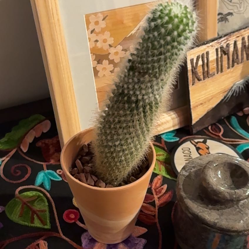 Photo of the plant species Arborescent Prickly Pear by @SuaveBlue76 named Rihanna on Greg, the plant care app