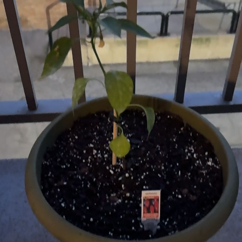 Photo of the plant species Serrano Pepper by @SuaveBlue76 named Dolores on Greg, the plant care app