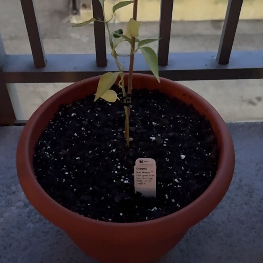 Photo of the plant species Thai Hot Pepper by @SuaveBlue76 named Fernie Mercury on Greg, the plant care app