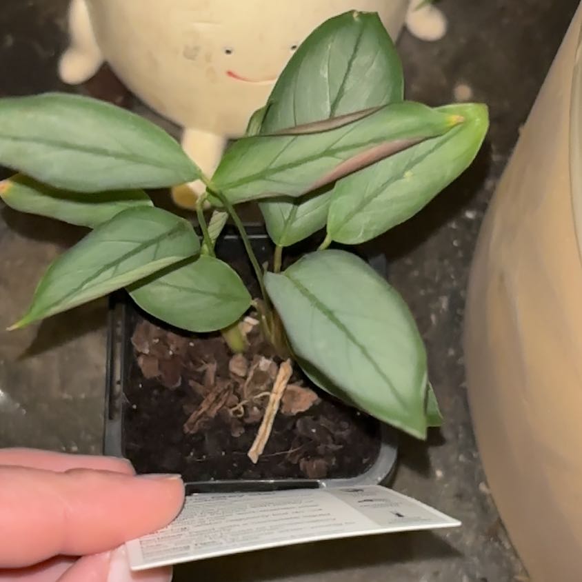 Photo of the plant species Ctenanthe by @HeavenlySucc40 named Girlfrond on Greg, the plant care app