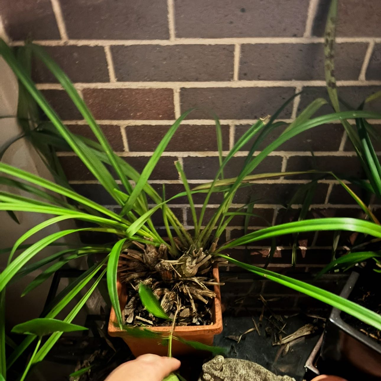 Photo of the plant species Red Cymbidium by @HeavenlySucc40 named Hemingway on Greg, the plant care app