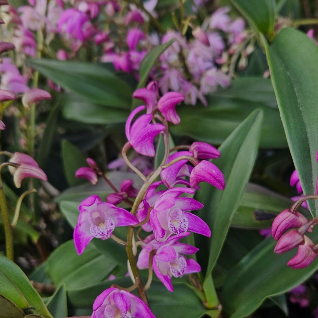Photo of the plant species Pink Rock Orchid by @HeavenlySucc40 named Harry on Greg, the plant care app