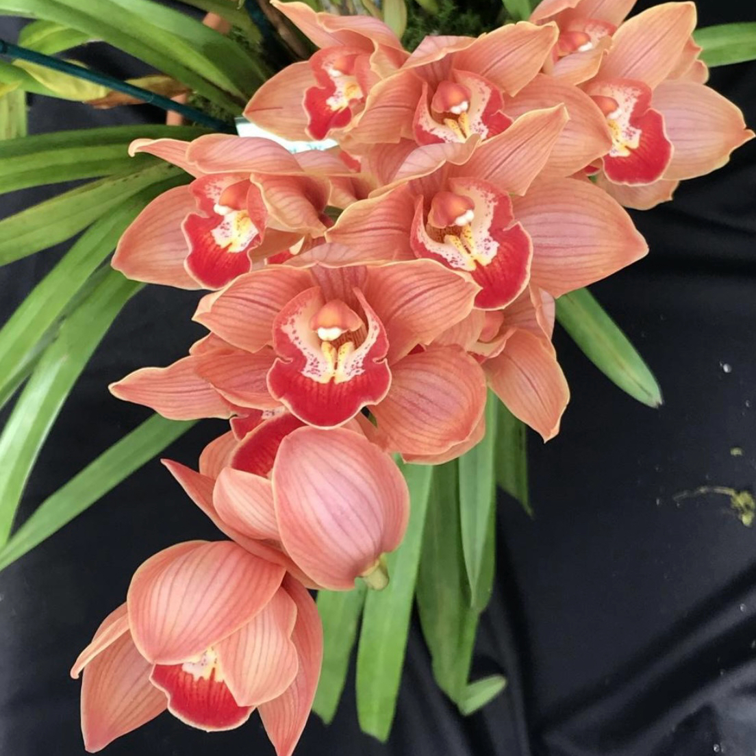 Photo of the plant species Red Cymbidium by @HeavenlySucc40 named Wonderland #1 on Greg, the plant care app