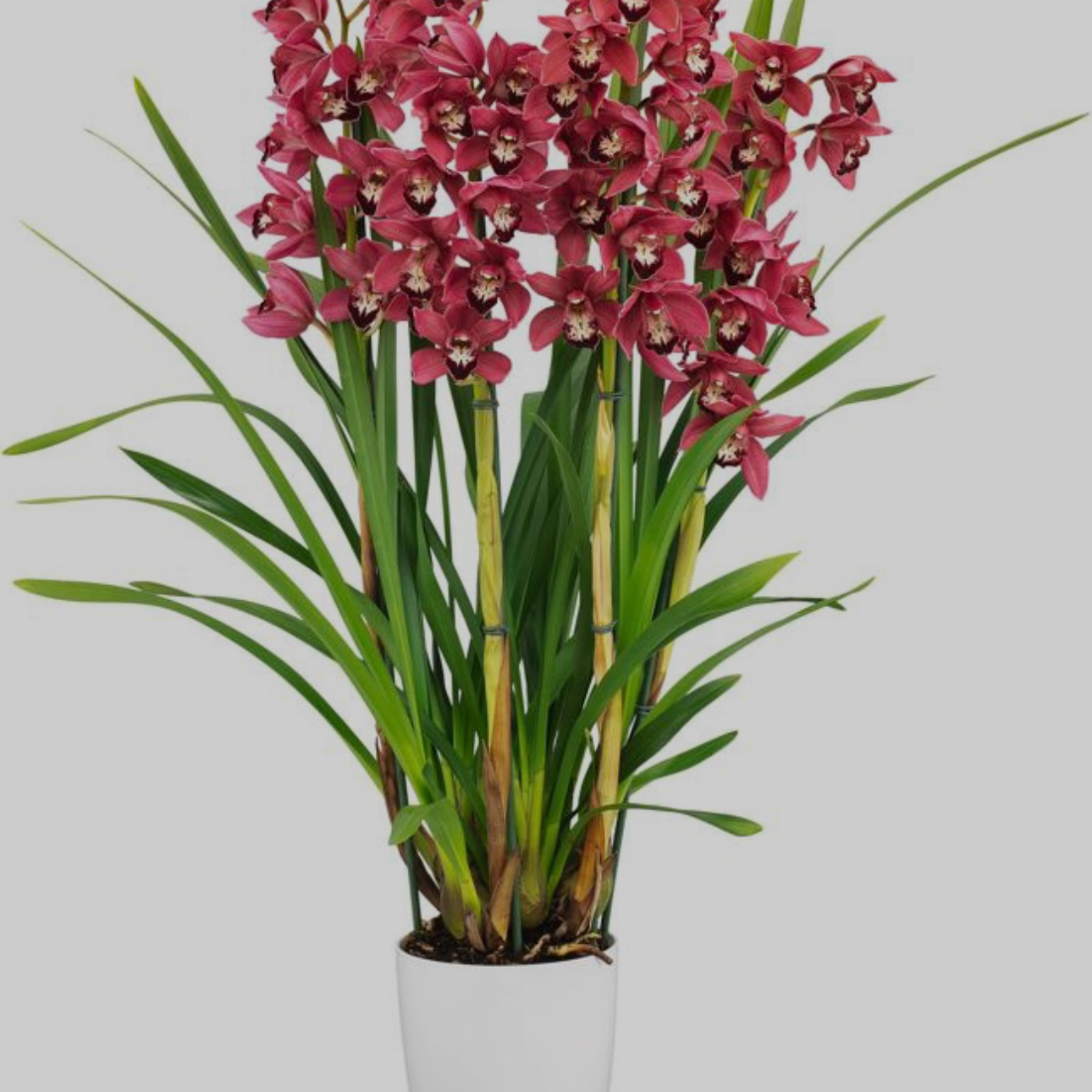 Photo of the plant species Red Cymbidium by @HeavenlySucc40 named ‘Jolly Red’ on Greg, the plant care app