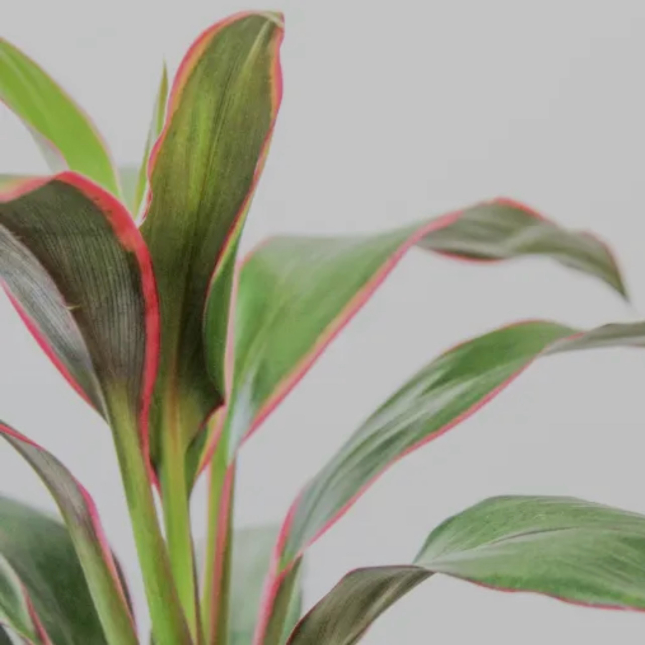 Photo of the plant species Cordyline 'Electra' by @HeavenlySucc40 named Queen on Greg, the plant care app