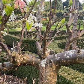 Photo of the plant species Gumbo-Limbo by @SisterlyBasil62 named Coco on Greg, the plant care app