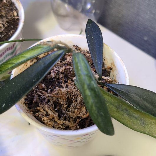 Photo of the plant species Hoya Minibelle by @HipWeed74 named Hamilton on Greg, the plant care app