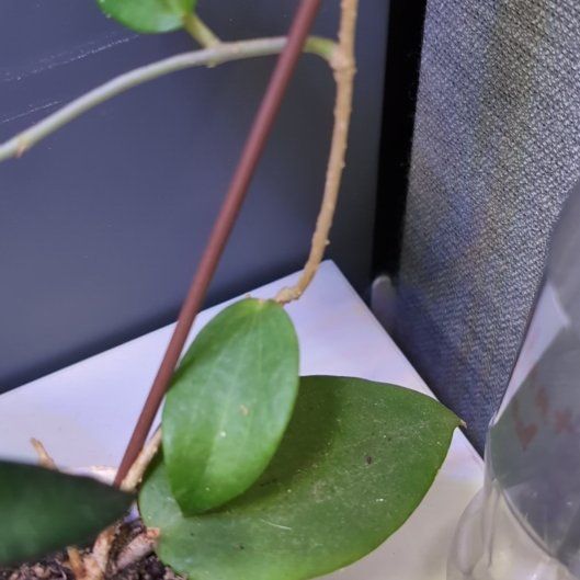 Photo of the plant species Hoya aldrichii by @HipWeed74 named Winston on Greg, the plant care app