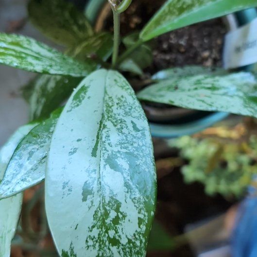 Photo of the plant species Hoya publicalyx 'Pink Silver Ghost' by @HipWeed74 named Remington on Greg, the plant care app