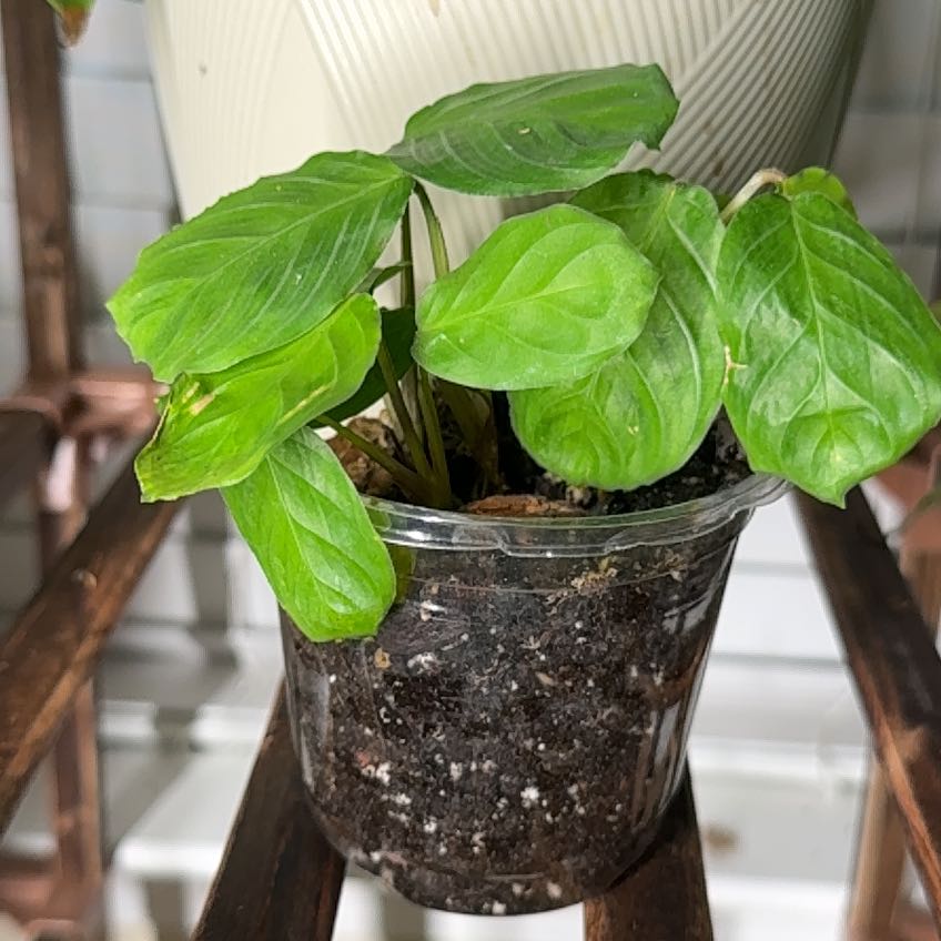 Photo of the plant species Cat Moustache by @CalmKoreanfir68 named Aria on Greg, the plant care app