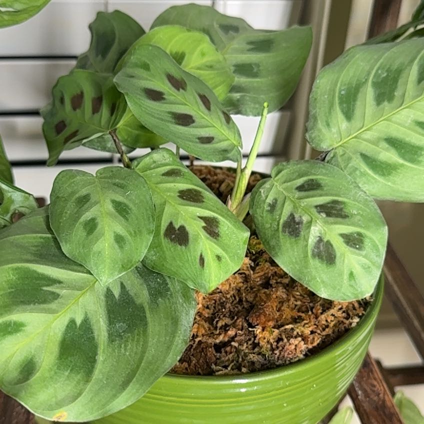 Photo of the plant species Maranta Prayer Plant by @CalmKoreanfir68 named Kesha on Greg, the plant care app