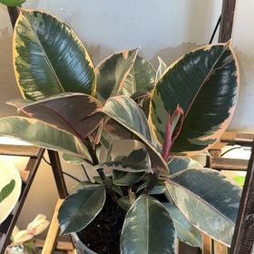 Photo of the plant species Rubber Plant 'Belize' by @FitTurmeric33 named Phoebe on Greg, the plant care app