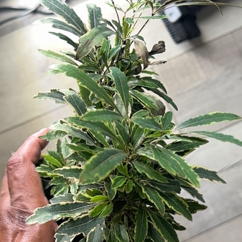 Photo of the plant species False Aralia by @SportyZebrina77 named Luna on Greg, the plant care app