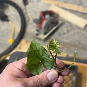 Photo of the plant species Centella by @JauntyDyebush21 named Xena on Greg, the plant care app