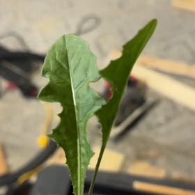Photo of the plant species Field Mustard by @JauntyDyebush21 named Stella on Greg, the plant care app