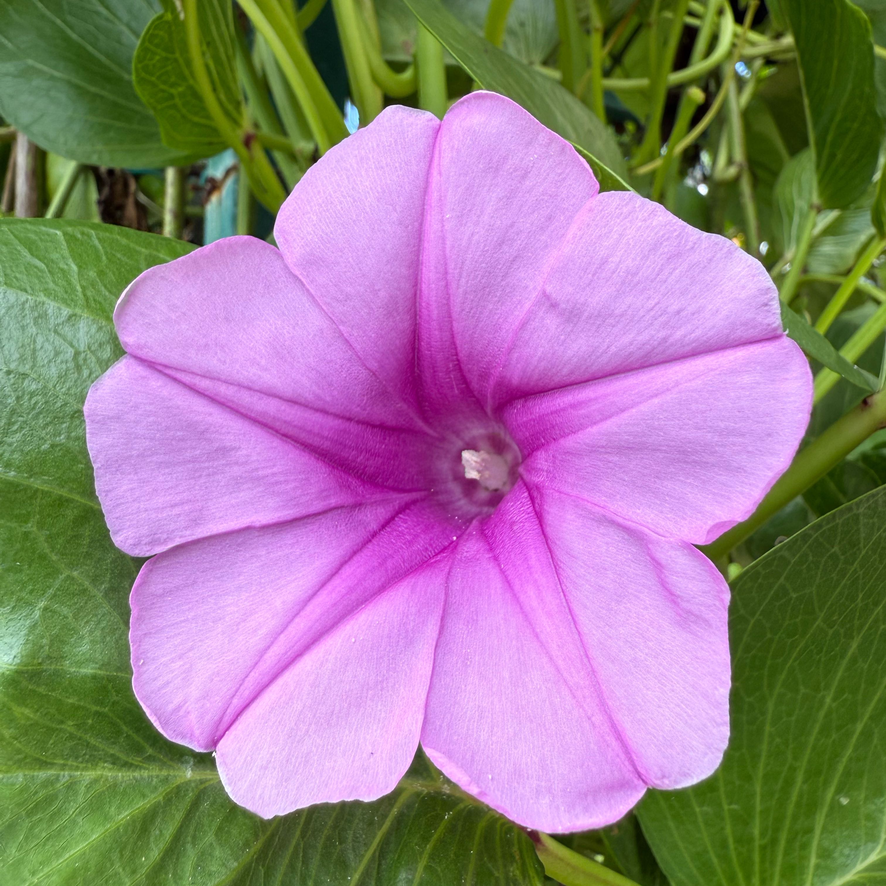 Photo of the plant species Beach Moning Glory by @NewRockfig71 named Mando on Greg, the plant care app