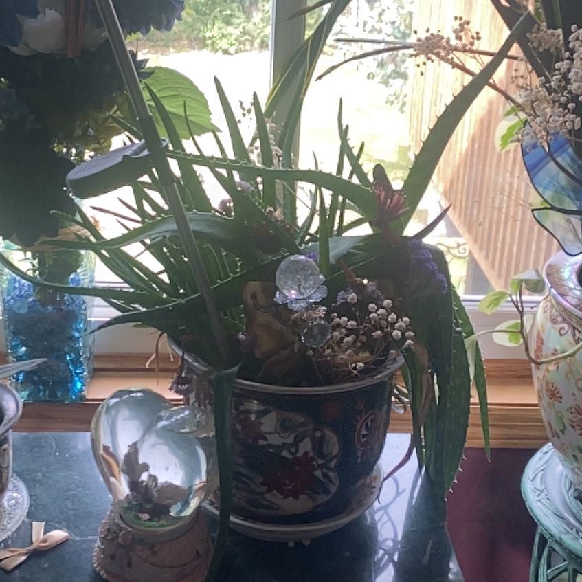 Photo of the plant species Aloe Barbadensis by @RoundBagpod50 named Willow on Greg, the plant care app