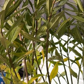 Photo of the plant species Swamp Milkweed by @UpholderNiaouli named Leaf Erickson on Greg, the plant care app