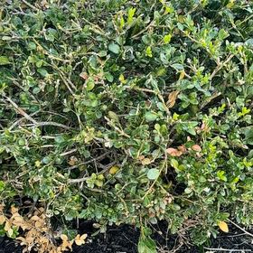 Photo of the plant species American Knotweed by @ClementLychee66 named Rihanna on Greg, the plant care app
