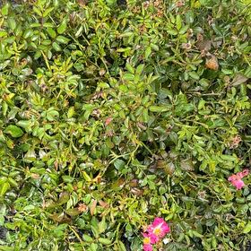 Photo of the plant species Virginian Rose by @ClementLychee66 named Remington on Greg, the plant care app