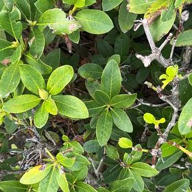 Photo of the plant species Calico Bush by @ClementLychee66 named Mando on Greg, the plant care app