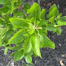 Photo of the plant species Coastal Sweet Pepperbush by @ClementLychee66 named Kendall on Greg, the plant care app