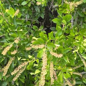 Photo of the plant species Coastal Sweet Pepperbush by @ClementLychee66 named Osmo on Greg, the plant care app