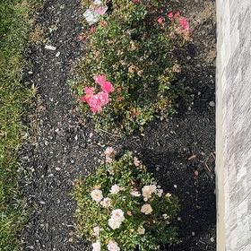 Photo of the plant species Pinkhead Smartweed by @ClementLychee66 named Curie on Greg, the plant care app