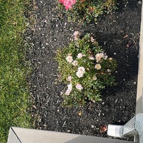 Photo of the plant species Latin American Fleabane by @ClementLychee66 named Apollo on Greg, the plant care app