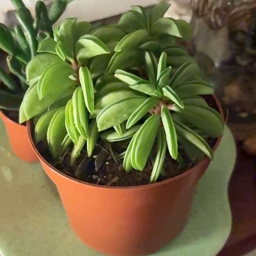 Photo of the plant species Prayer Pepper by @RealRedmambo64 named Coco on Greg, the plant care app