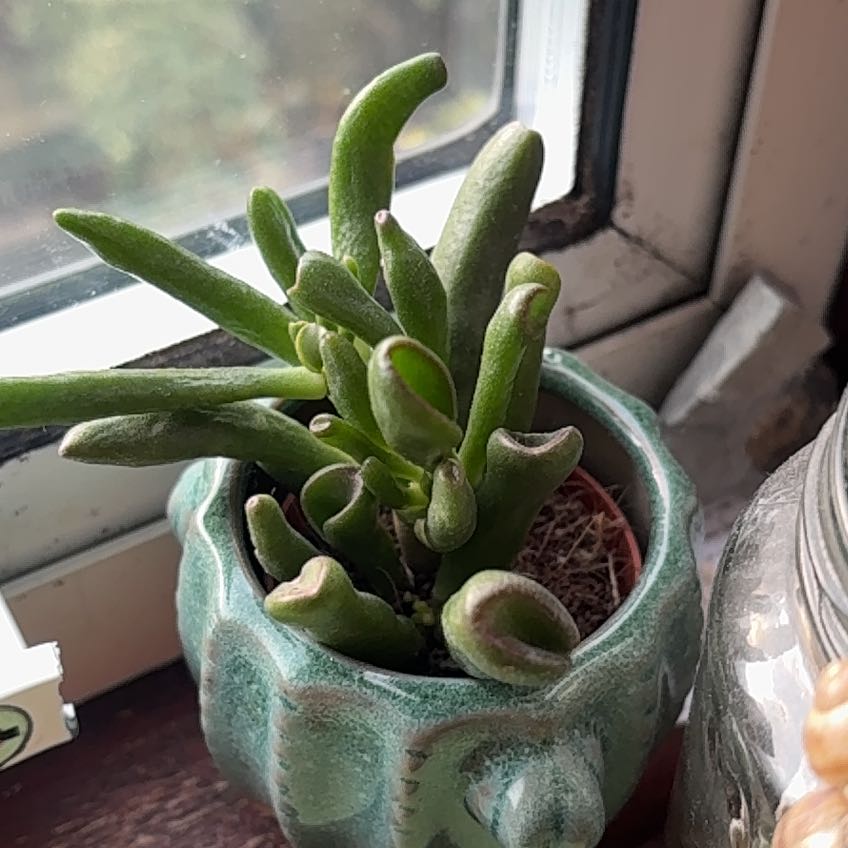 Photo of the plant species Hobbit Jade by @RealRedmambo64 named Fernie Mercury on Greg, the plant care app