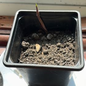 Photo of the plant species Lily-of-the-Valley by @RealRedmambo64 named Homer on Greg, the plant care app