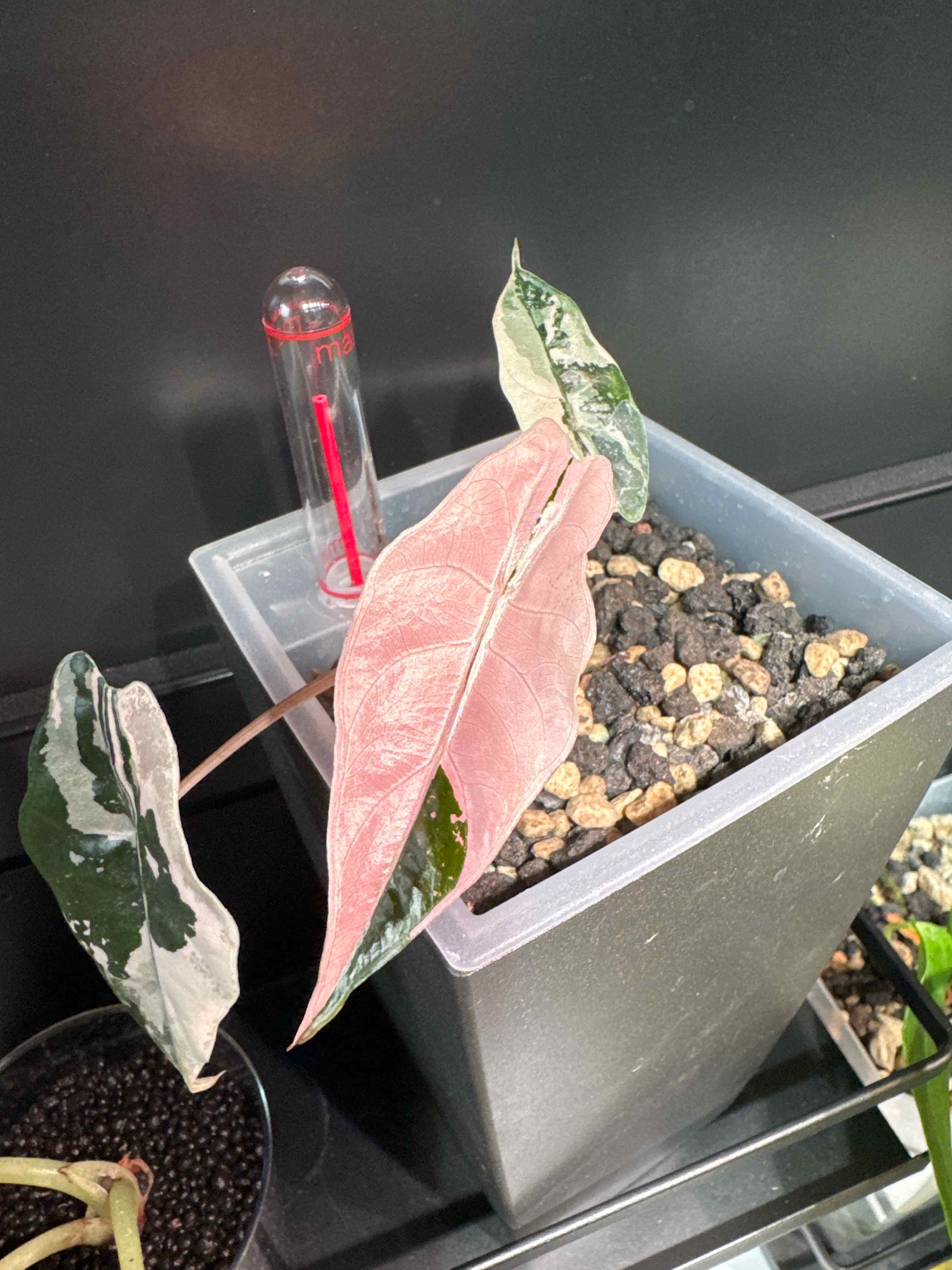 Alocasia Chantrieri Pink Plant Care: Water, Light, Nutrients