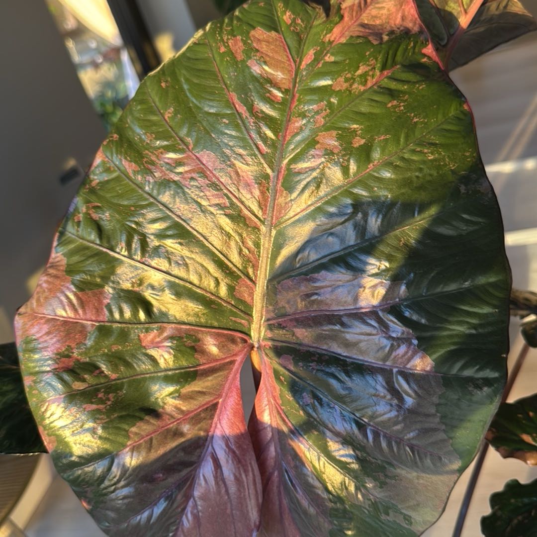 Photo of the plant species Alocasia 'Serendipity' by @Plant-Princess named Serendipity Pink varigated on Greg, the plant care app