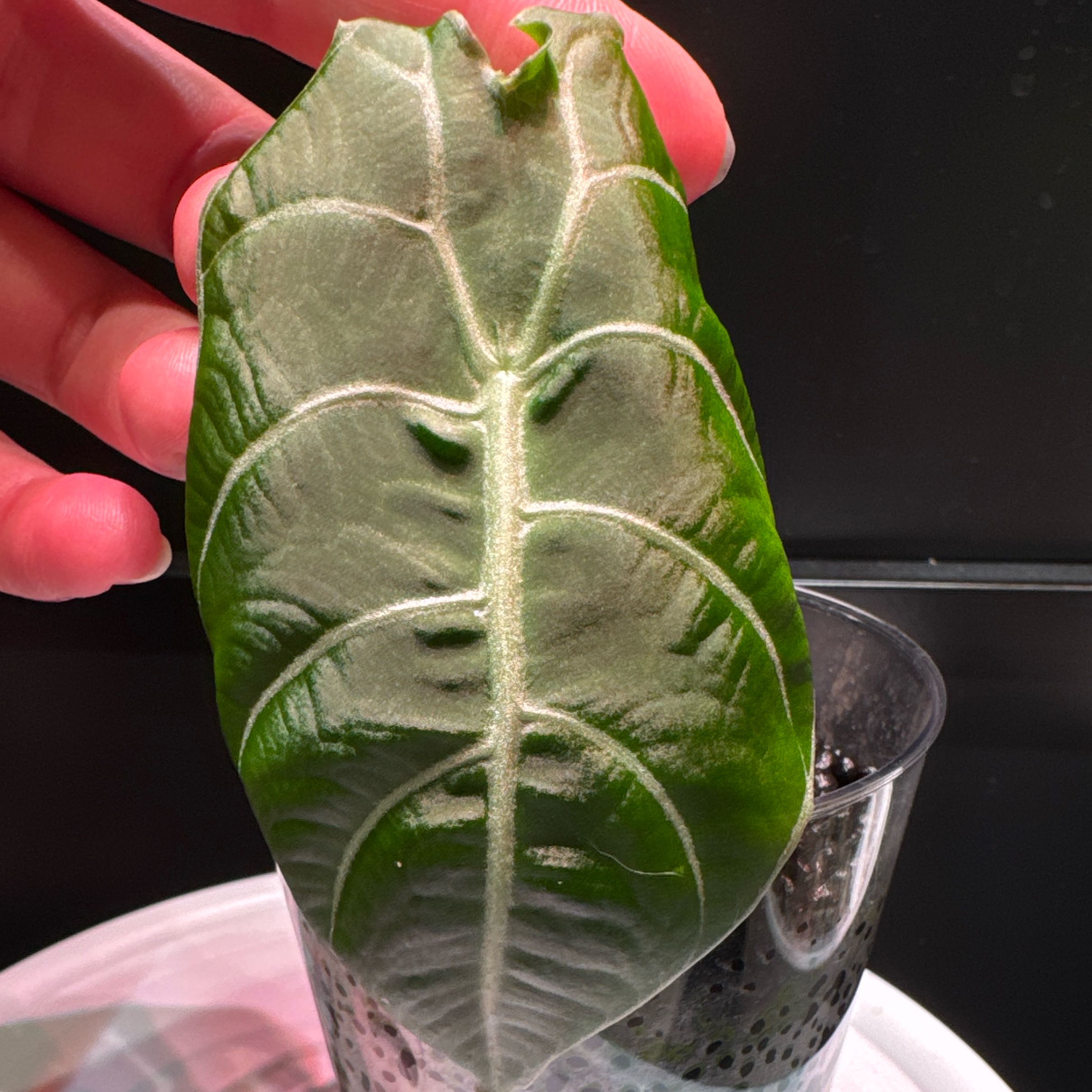 Photo of the plant species Alocasia Watsoniana Lightning by @Plant-Princess named Darwin on Greg, the plant care app