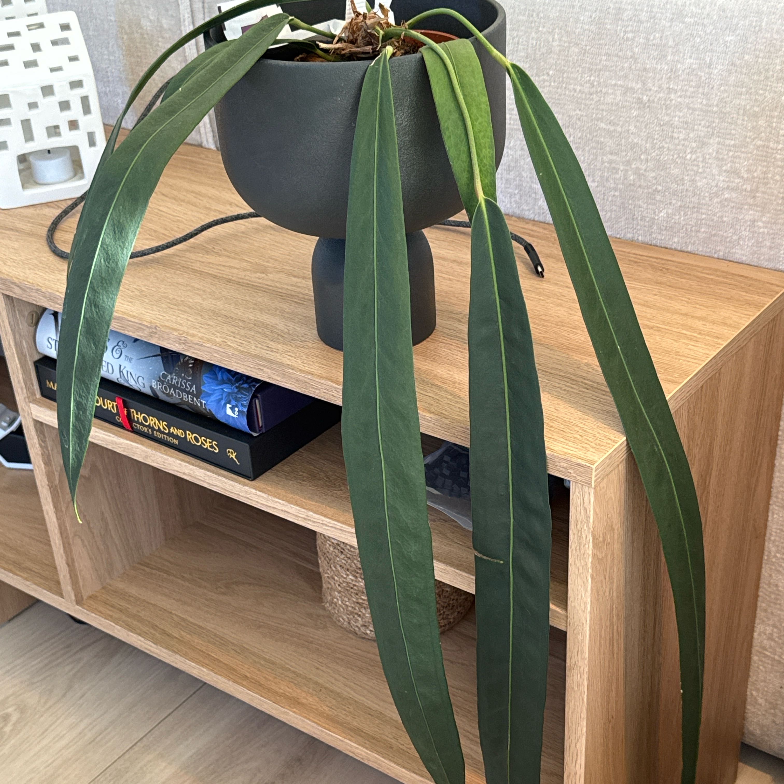 Photo of the plant species Anthurium Wendlingeri by @Plant-Princess named Long boi on Greg, the plant care app