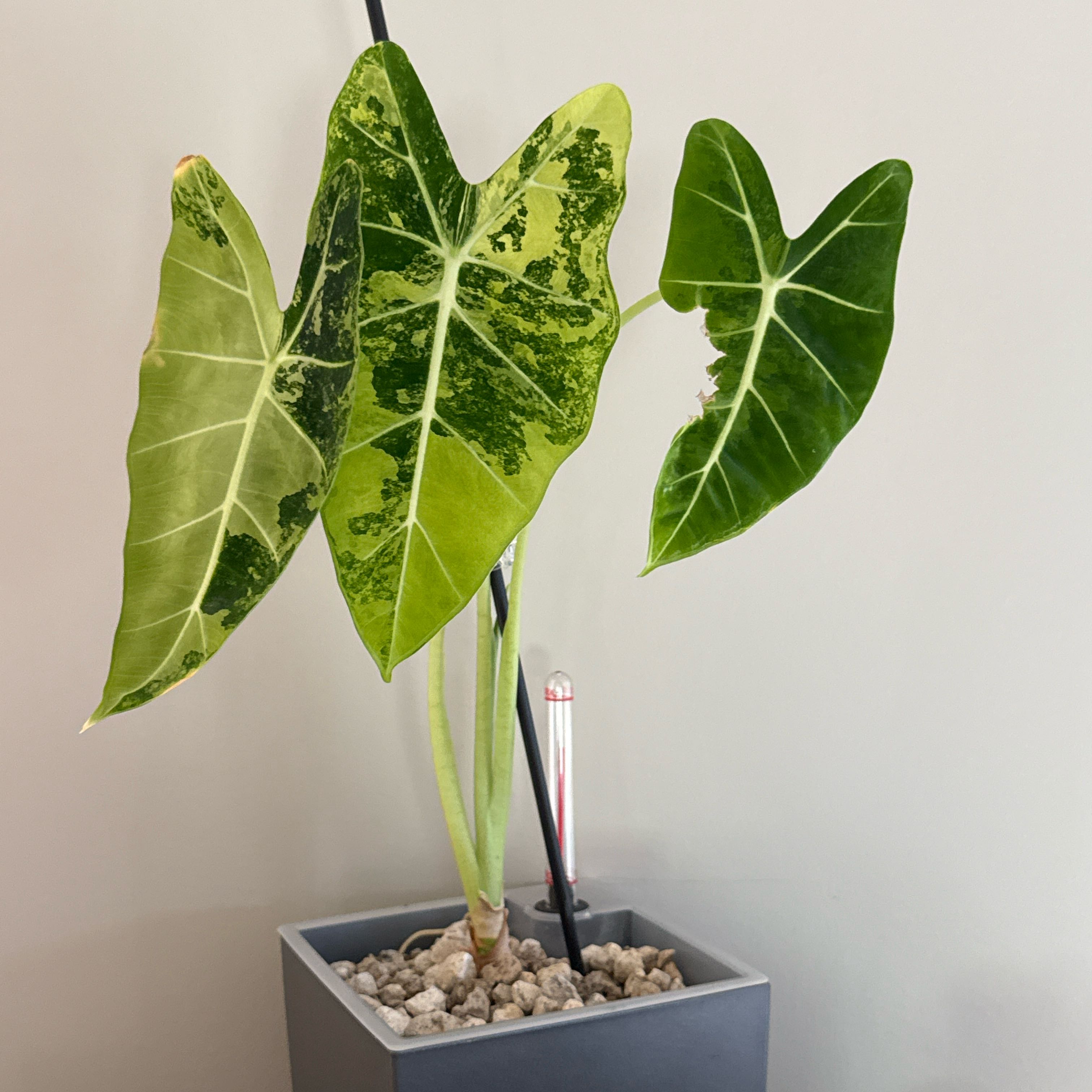 Photo of the plant species Frydek by @Plant-Princess named Wall-E on Greg, the plant care app