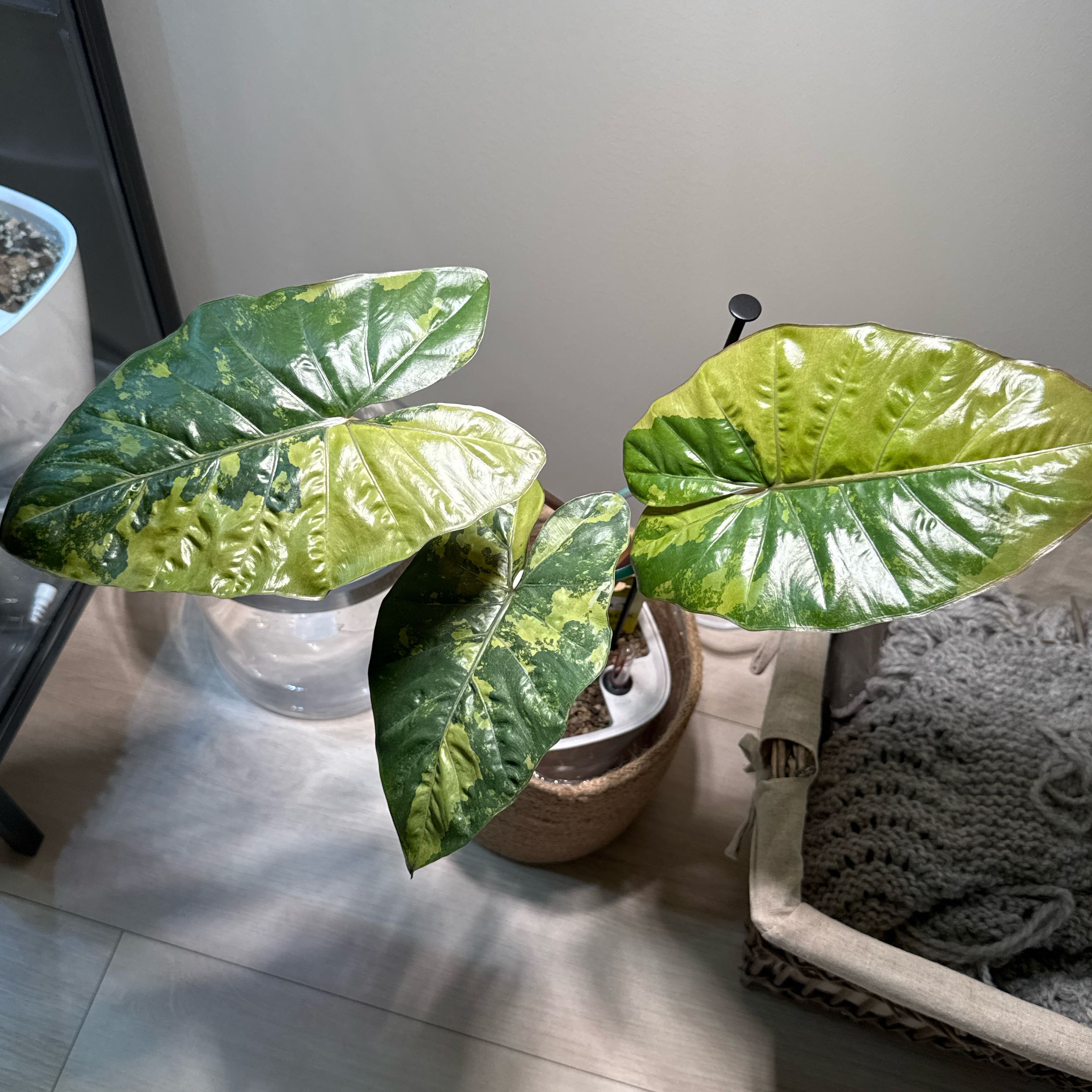 Keep Your Alocasia Yucatan Princess Variegata Alive: Light, Water