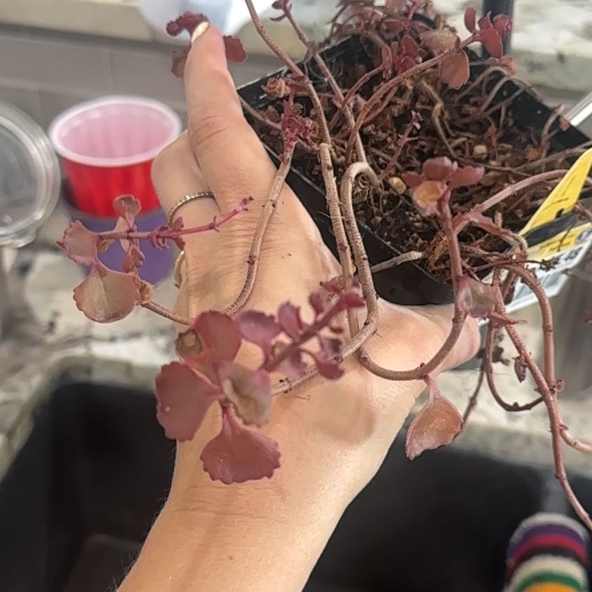 Photo of the plant species Dragons Blood Sedum by @PureHaworthia76 named Peter Parker on Greg, the plant care app