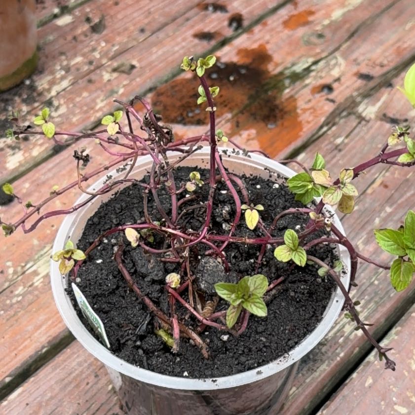 Photo of the plant species Cordyline 'Chocolate Mint' by @SirPegaropa90 named Deb on Greg, the plant care app