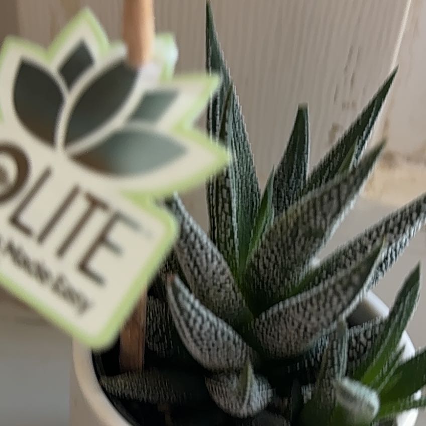 Photo of the plant species White Haworthia by @HipWaxflower87 named Harmony on Greg, the plant care app