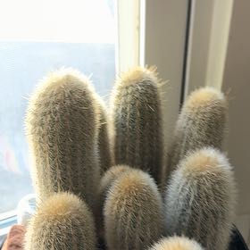 Photo of the plant species Columnar Cactus by @HipWaxflower87 named Sigmund on Greg, the plant care app